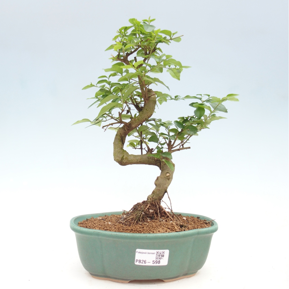 Pokojová bonsai -Ligustrum chinensis - Ptačí zob