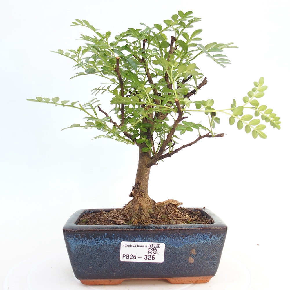 Pokojová bonsai - Zantoxylum piperitum - pepřovník