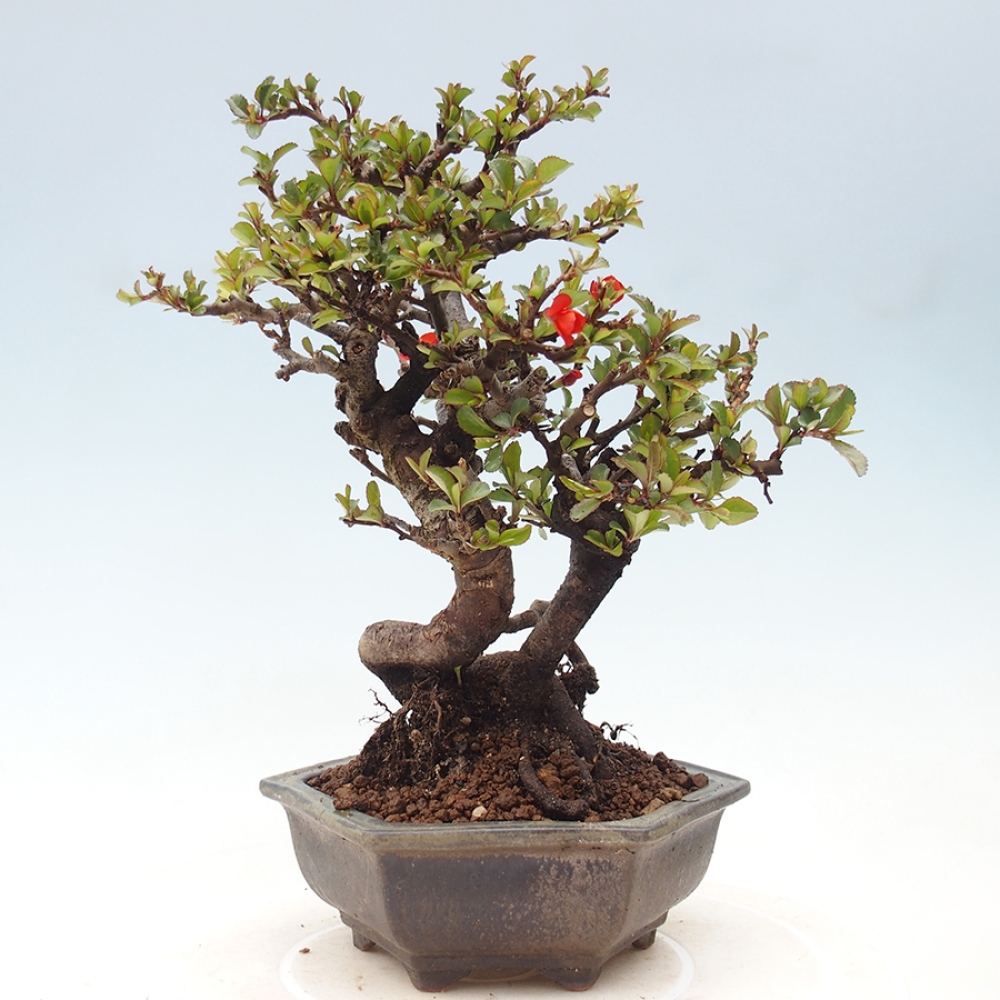 Venkovní  bonsai -  Chaneomeles speciosa - Kdoulovec ozdobný