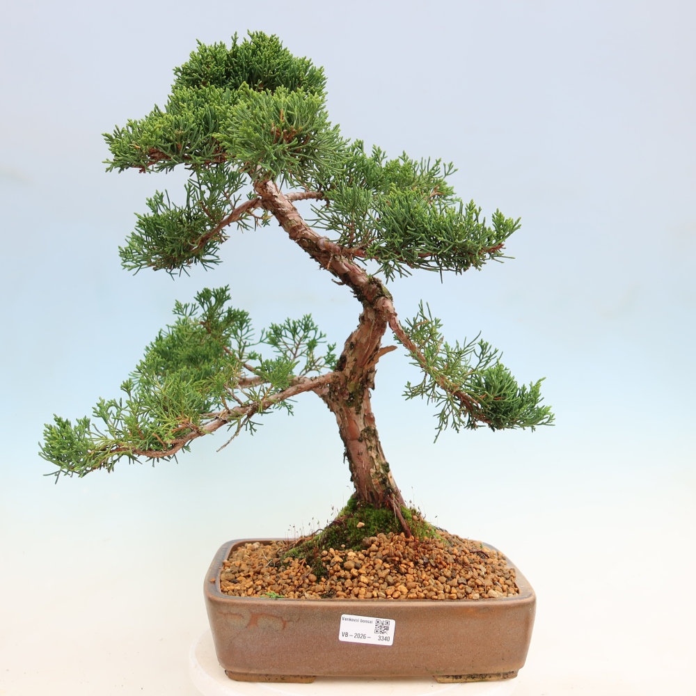 Venkovní bonsai - Juniperus chinensis Kishu -Jalovec čínský