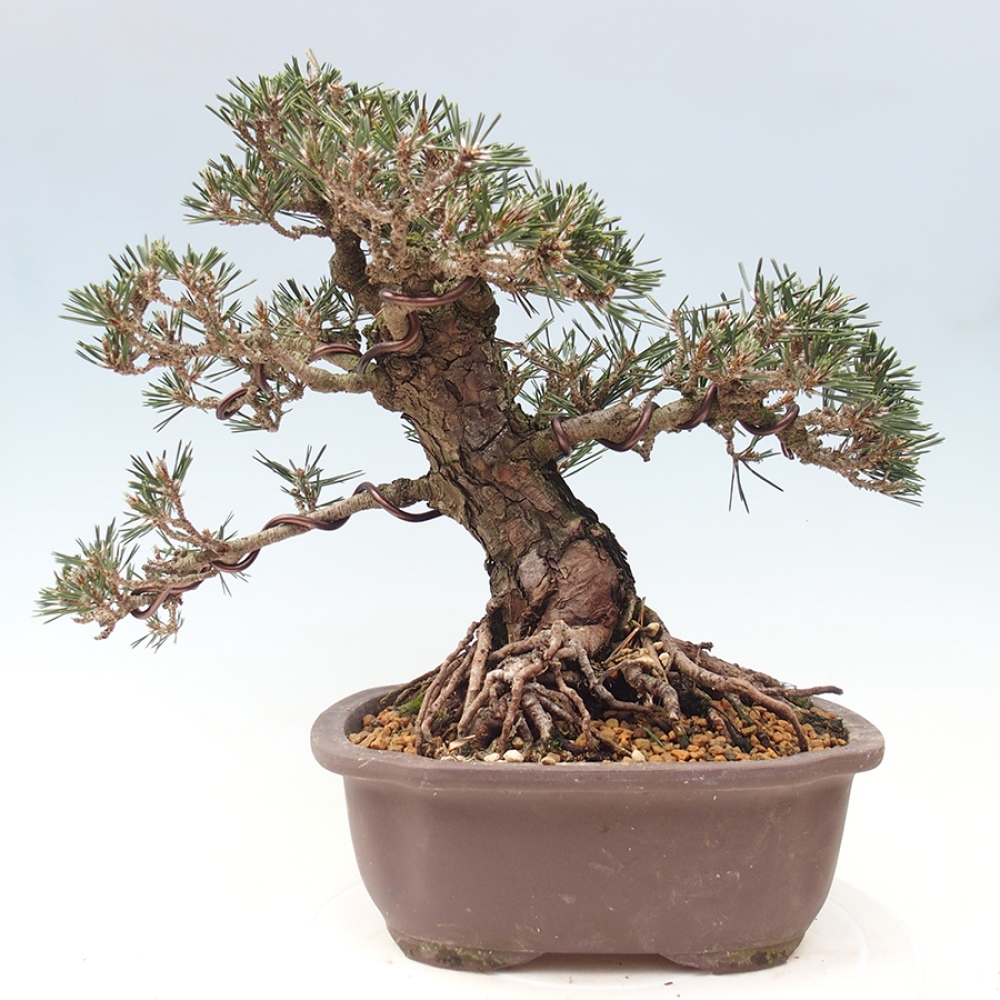 Venkovní bonsai - Pinus thunbergii Kotobuki - Borovice thunbergova