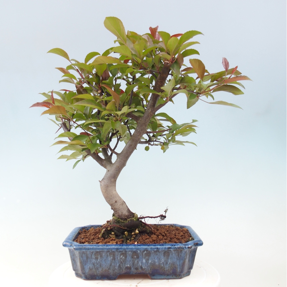 Venkovní bonsai -Malus domestica - Maloplodá jabloň červenolistá