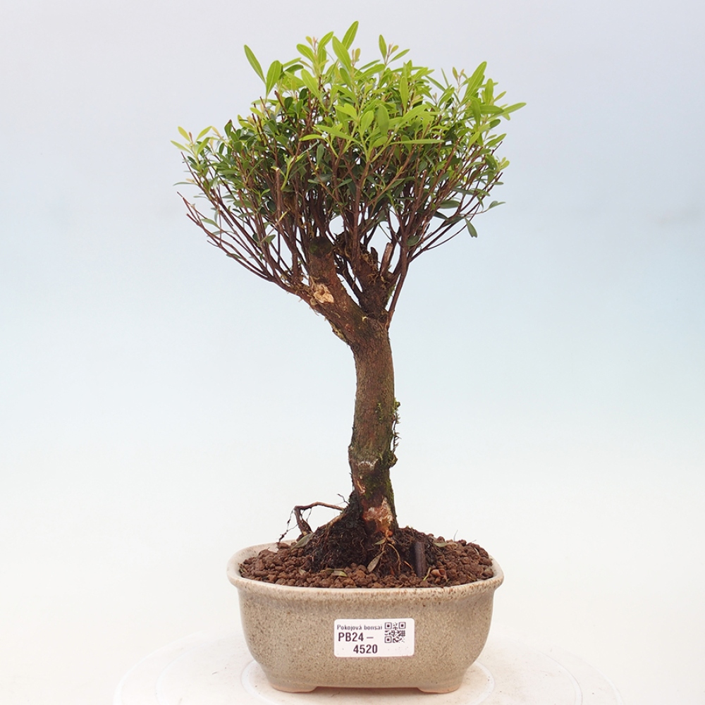 Pokojová bonsai - Syzygium - Pimentovník