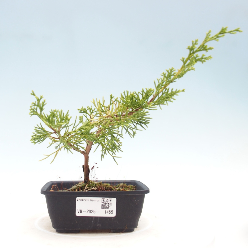 Venkovní bonsai - Juniperus chinensis Itoigawa -Jalovec čínský