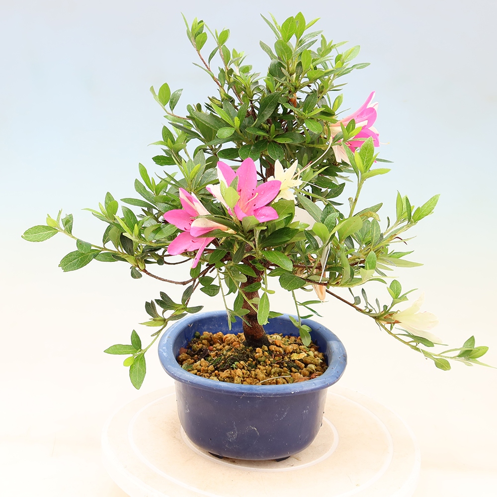Venkovní bonsai - Japonská azalka - Azalea Ruka