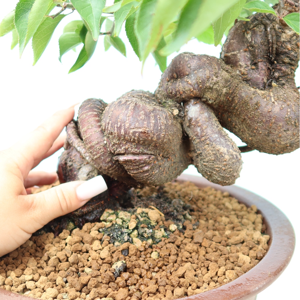Venkovní bonsai -Japonská meruňka - Prunus Mume