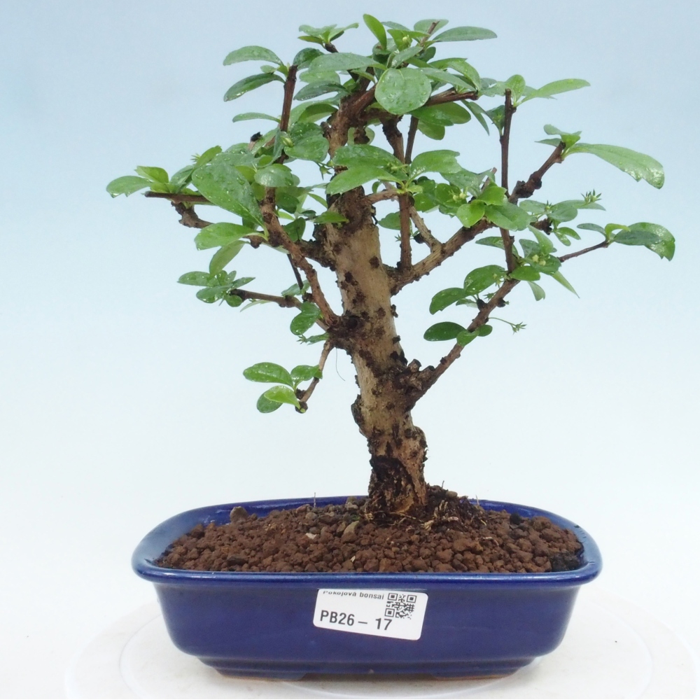 Pokojová bonsai - Carmona macrophylla - Čaj fuki