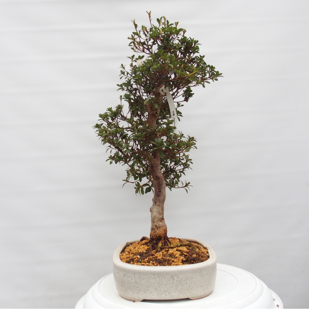 Venkovní bonsai - Japonská azalka - Azalea Hanatsuzuri