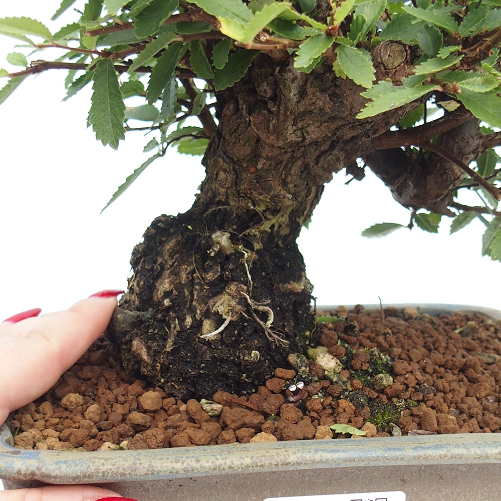 Venkovní bonsai - Zelkova - Zelkova NIRE