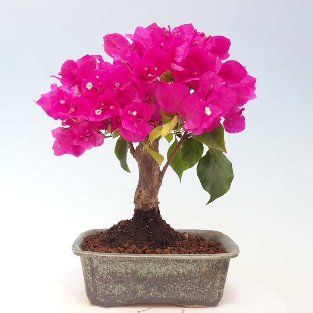 Pokojová bonsai - Bouganwilea