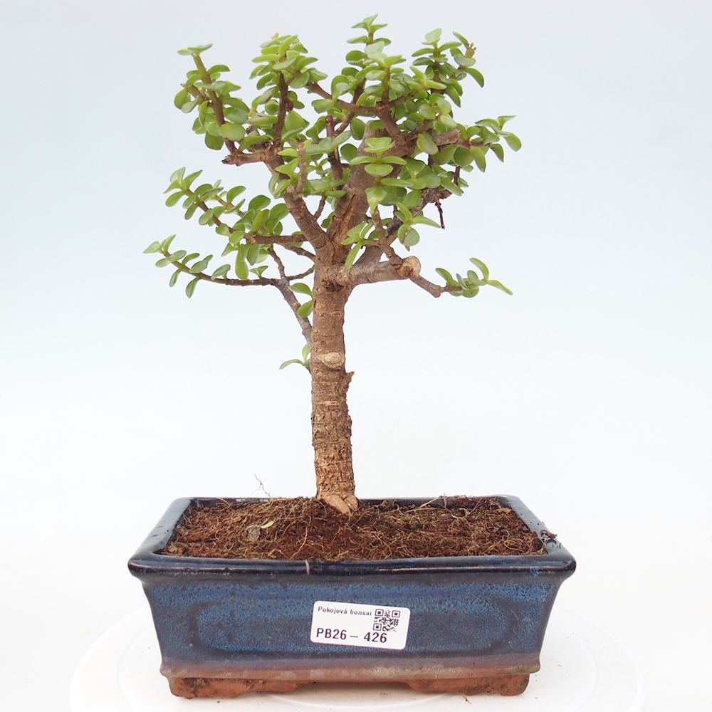 Pokojová bonsai - Portulakaria Afra - Tlustice