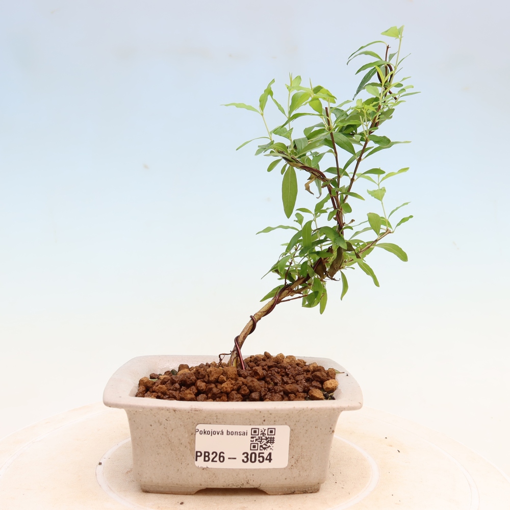 Pokojová bonsai-PUNICA granatum nana-Granátové jablko