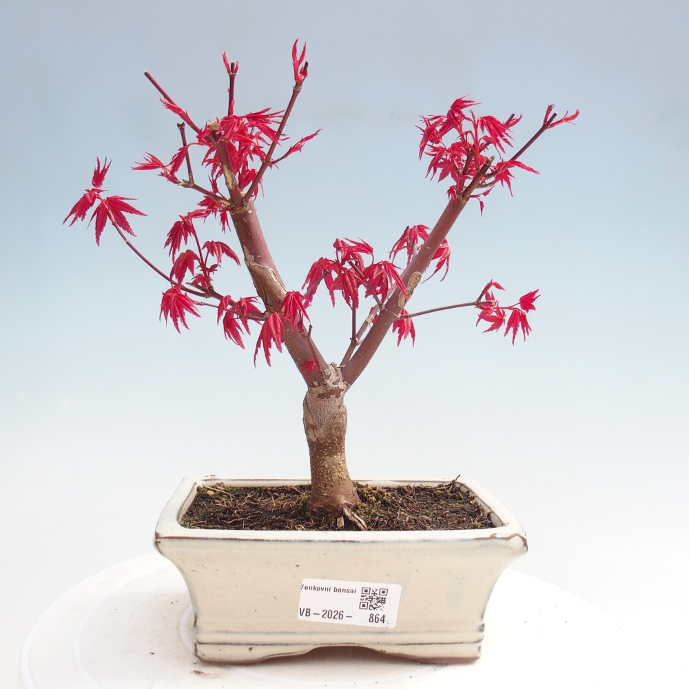 Venkovní bonsai - Javor dlanitolistý - Acer palmatum DESHOJO