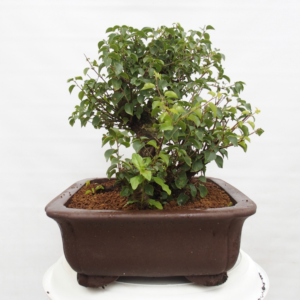 Venkovní bonsai - Mahalebka - Prunus mahaleb