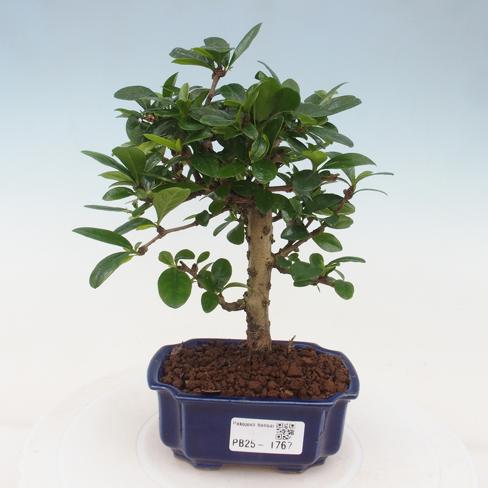Pokojová bonsai - Carmona macrophylla - Čaj fuki