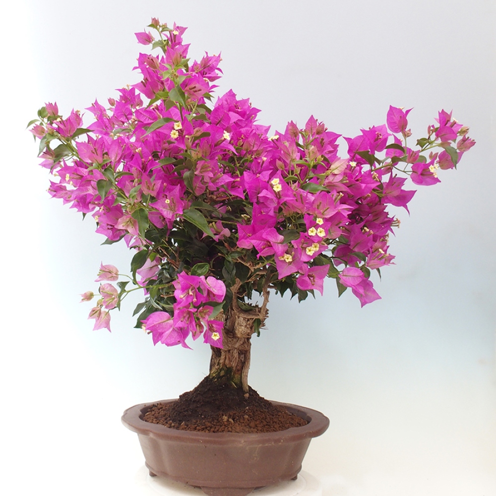 Pokojová bonsai - Bouganwilea
