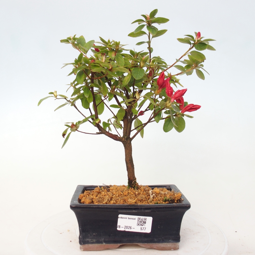 Venkovní bonsai - Japonská azalka - Azalea sp.
