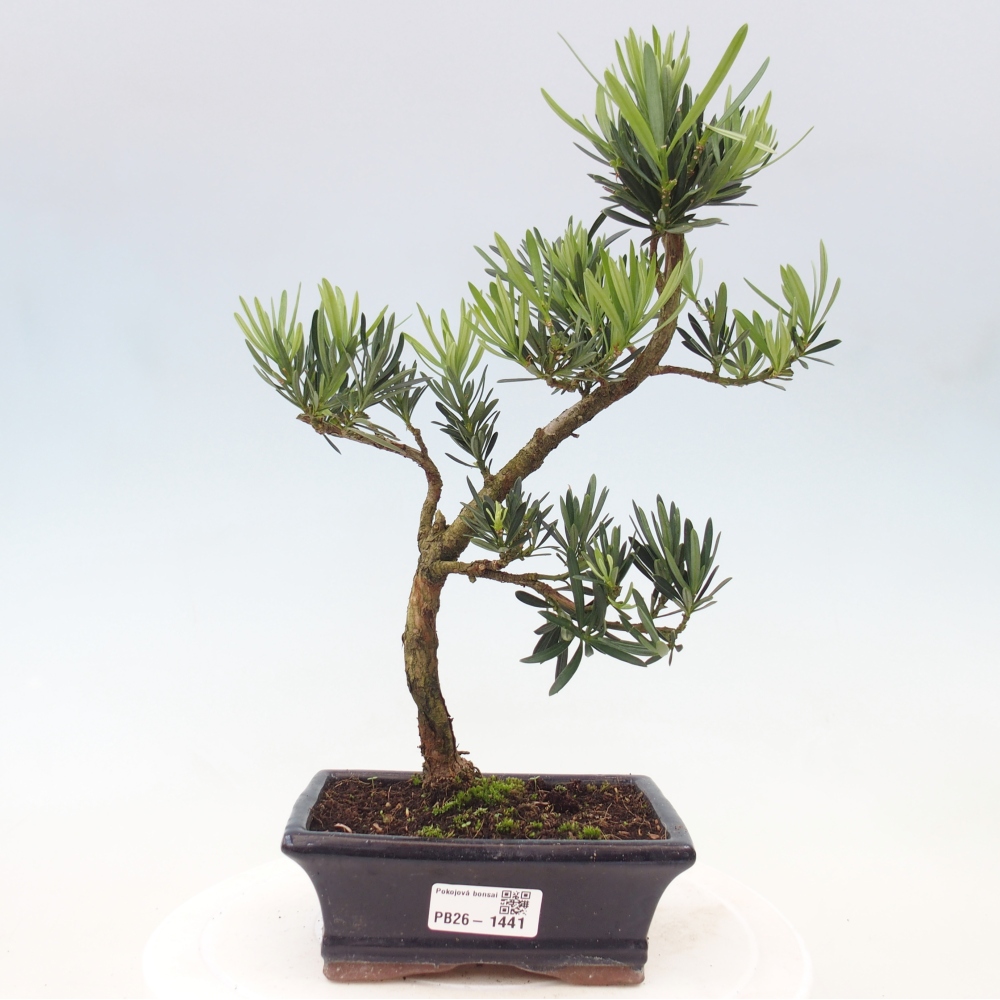 Pokojová bonsai - Podocarpus - Kamenný tis