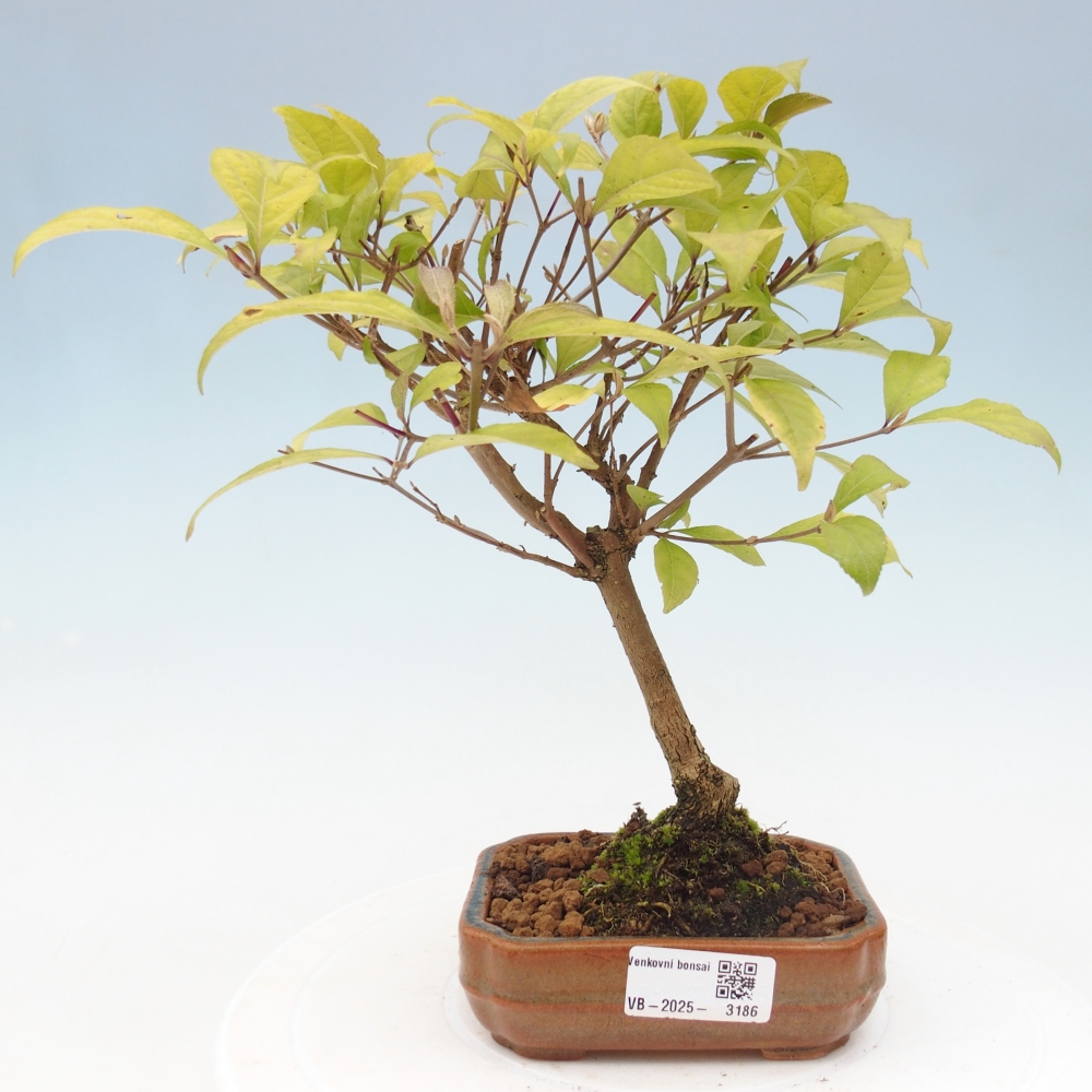 Venkovní bonsai - krásnoplodka - Callicarpa japonica