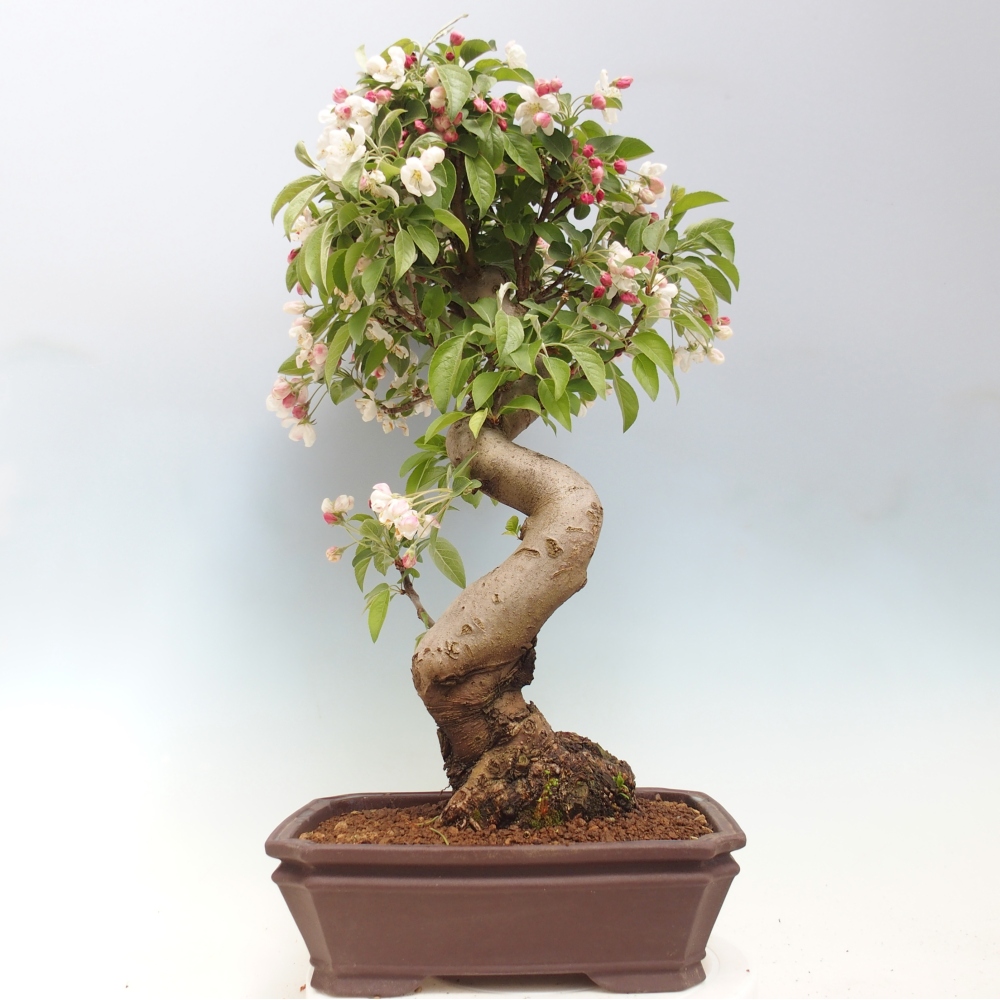Venkovní bonsai -Malus halliana - Maloplodá jabloň