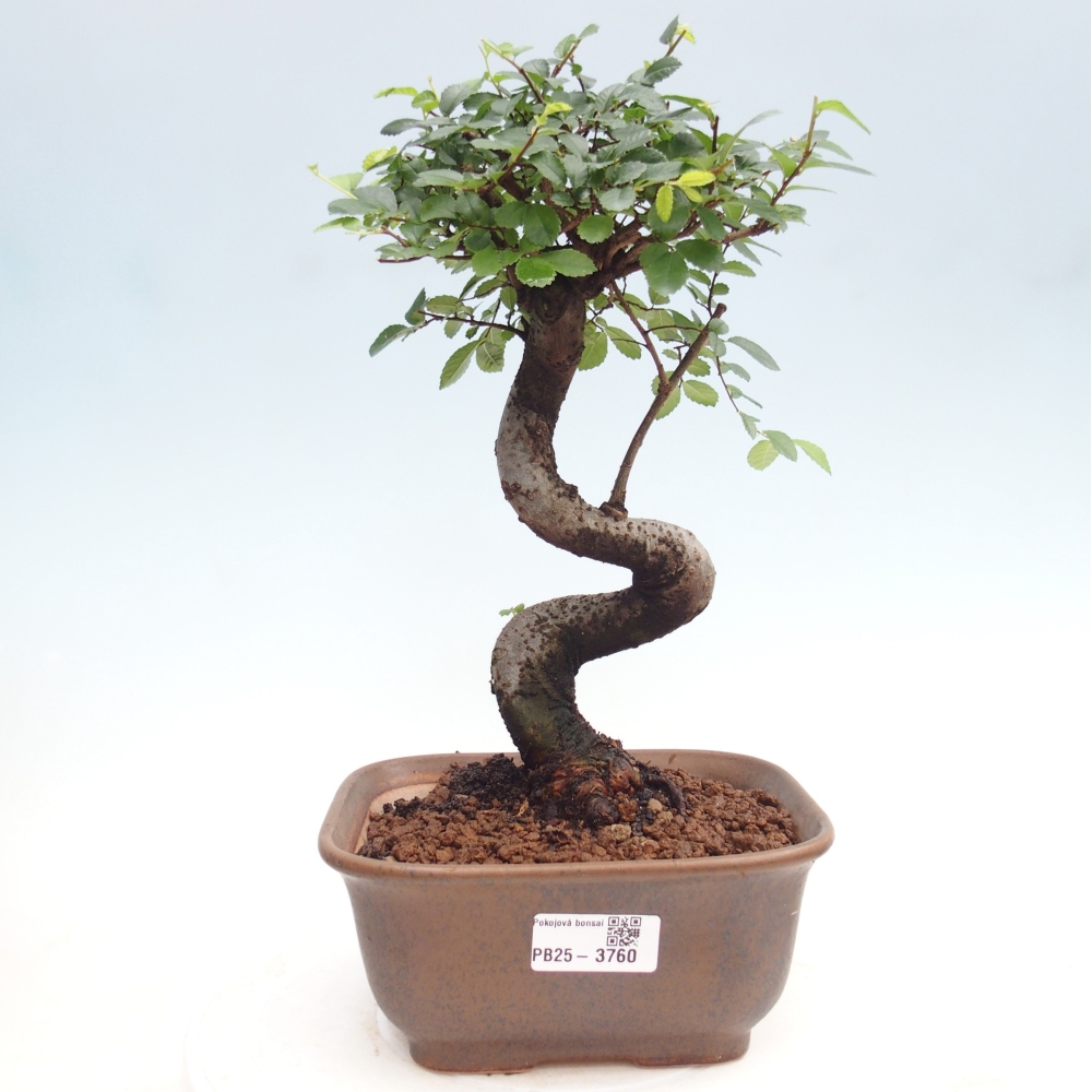 Pokojová bonsai - Ulmus parvifolia - Malolistý jilm