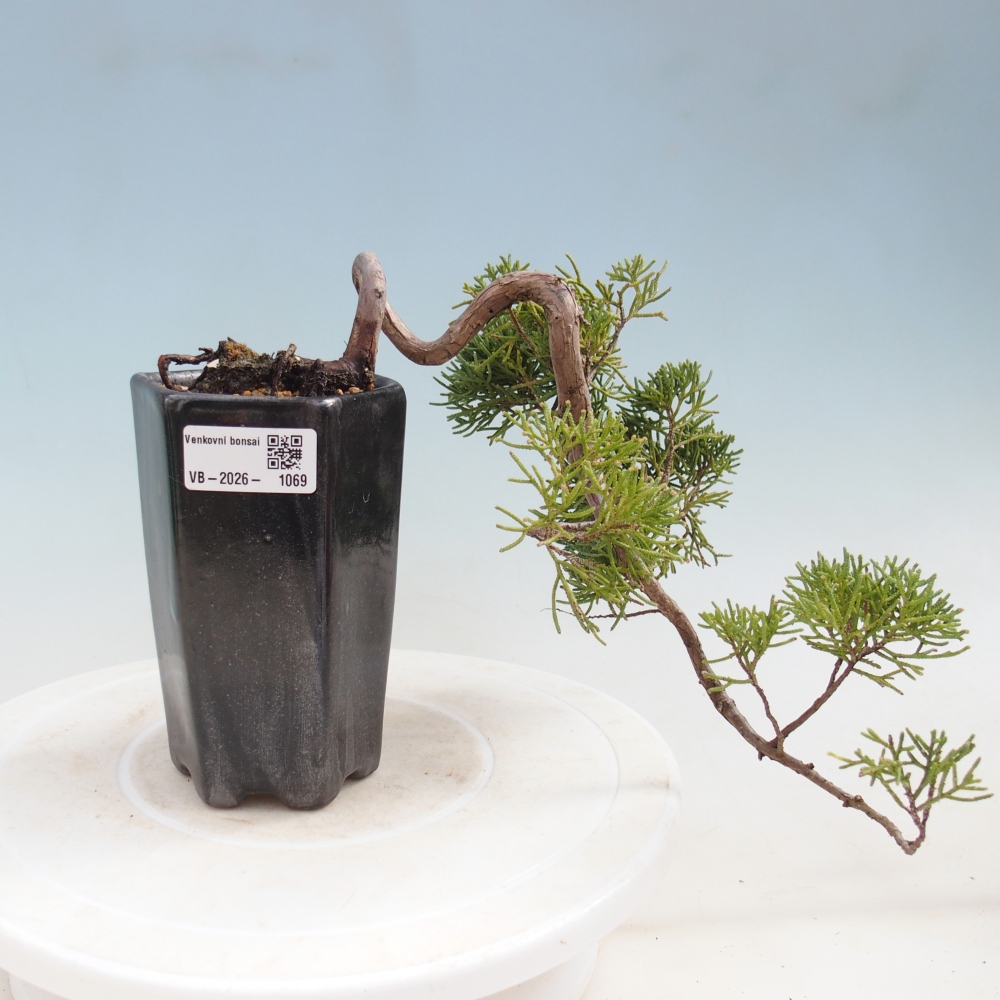 Venkovní bonsai - Juniperus chinensis Kishu -Jalovec čínský
