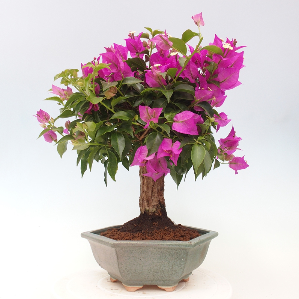 Pokojová bonsai - Bouganwilea