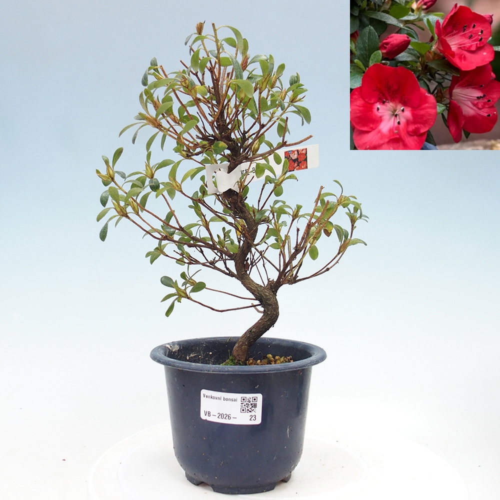 Venkovní bonsai - Japonská azalka - Azalea Benibeni