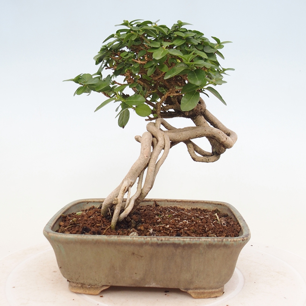Pokojová bonsai - Premna serratifolia  - Kozlovoň malolistá