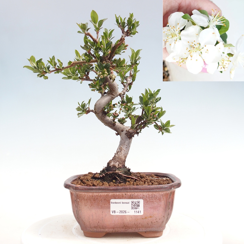 Venkovní bonsai - Malus sargentii -  Maloplodá jabloň