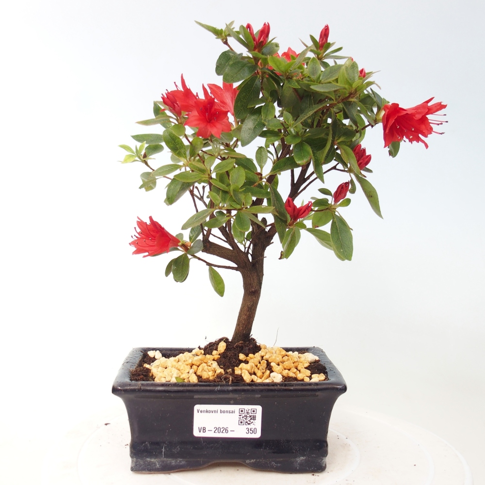 Venkovní bonsai - Japonská azalka - Azalea sp.