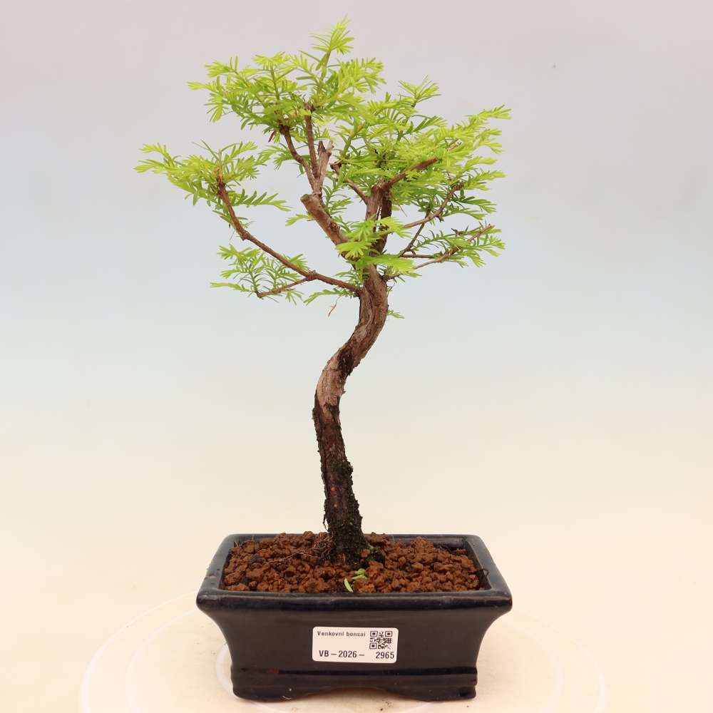 Venkovní bonsai - Metasequoia glyptostroboides - Metasekvoje čínská