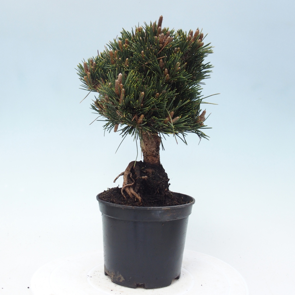Venkovní bonsai - Pinus thunbergii senjyumaru - Borovice thunbergova