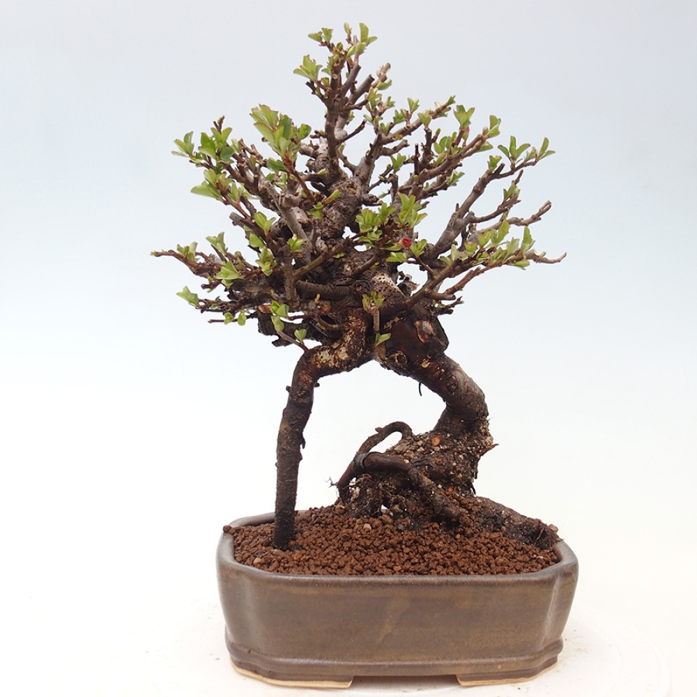 Venkovní  bonsai -  Chaneomeles speciosa - Kdoulovec ozdobný