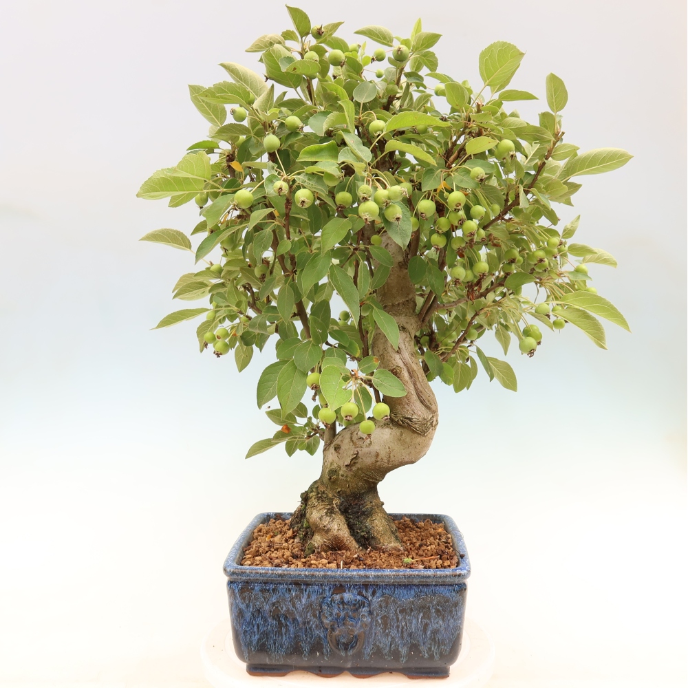Venkovní bonsai -Malus halliana - Maloplodá jabloň