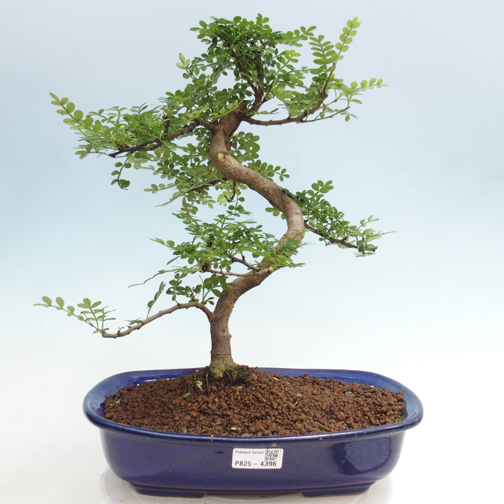 Pokojová bonsai - Zantoxylum piperitum - pepřovník