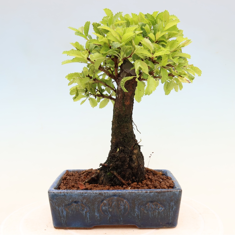 Venkovní bonsai - Zelkova - Zelkova NIRE