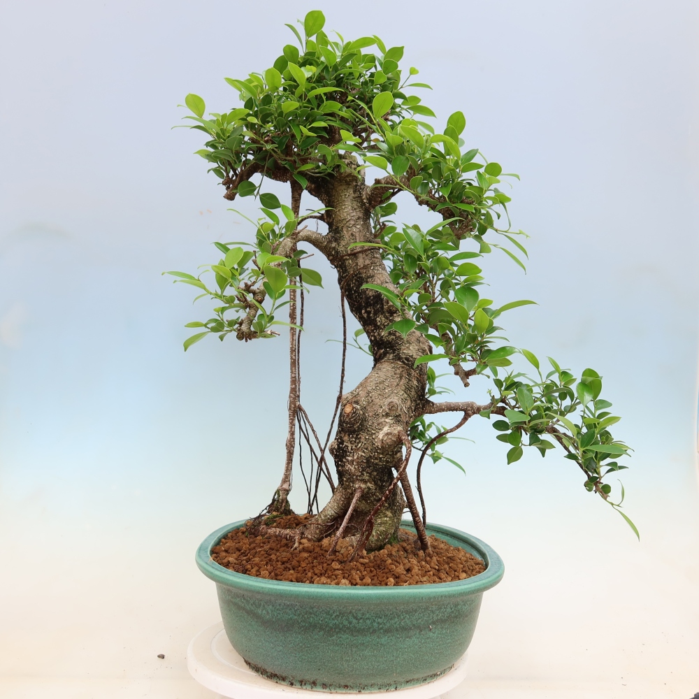Pokojová bonsai - Ficus kimmen -  malolistý fíkus