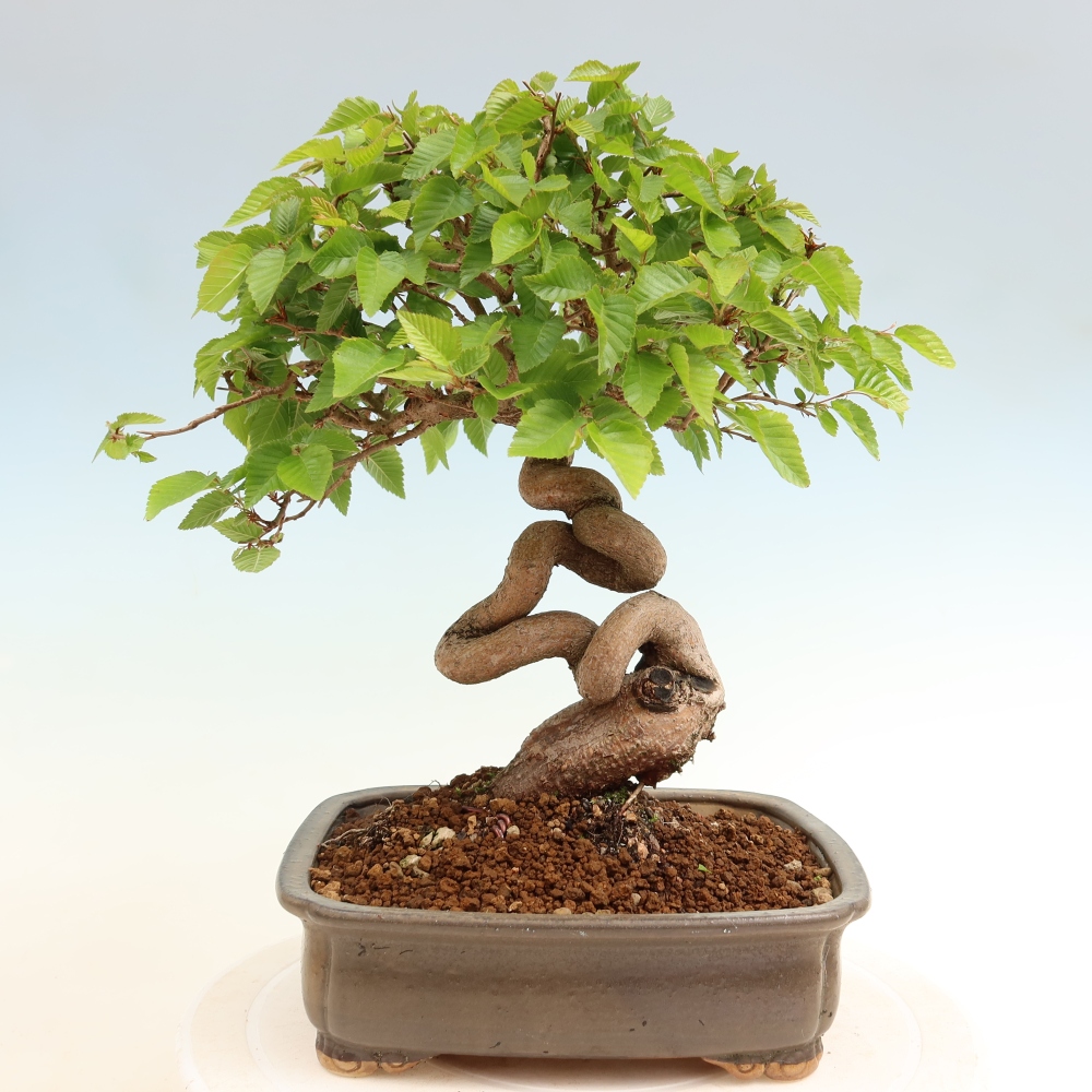 Venkovní bonsai -Carpinus coreana - Habr korejský
