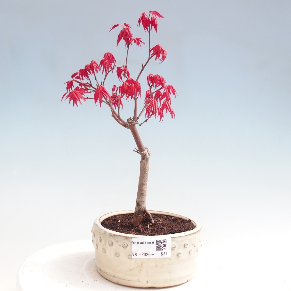 Venkovní bonsai - Javor dlanitolistý - Acer palmatum DESHOJO