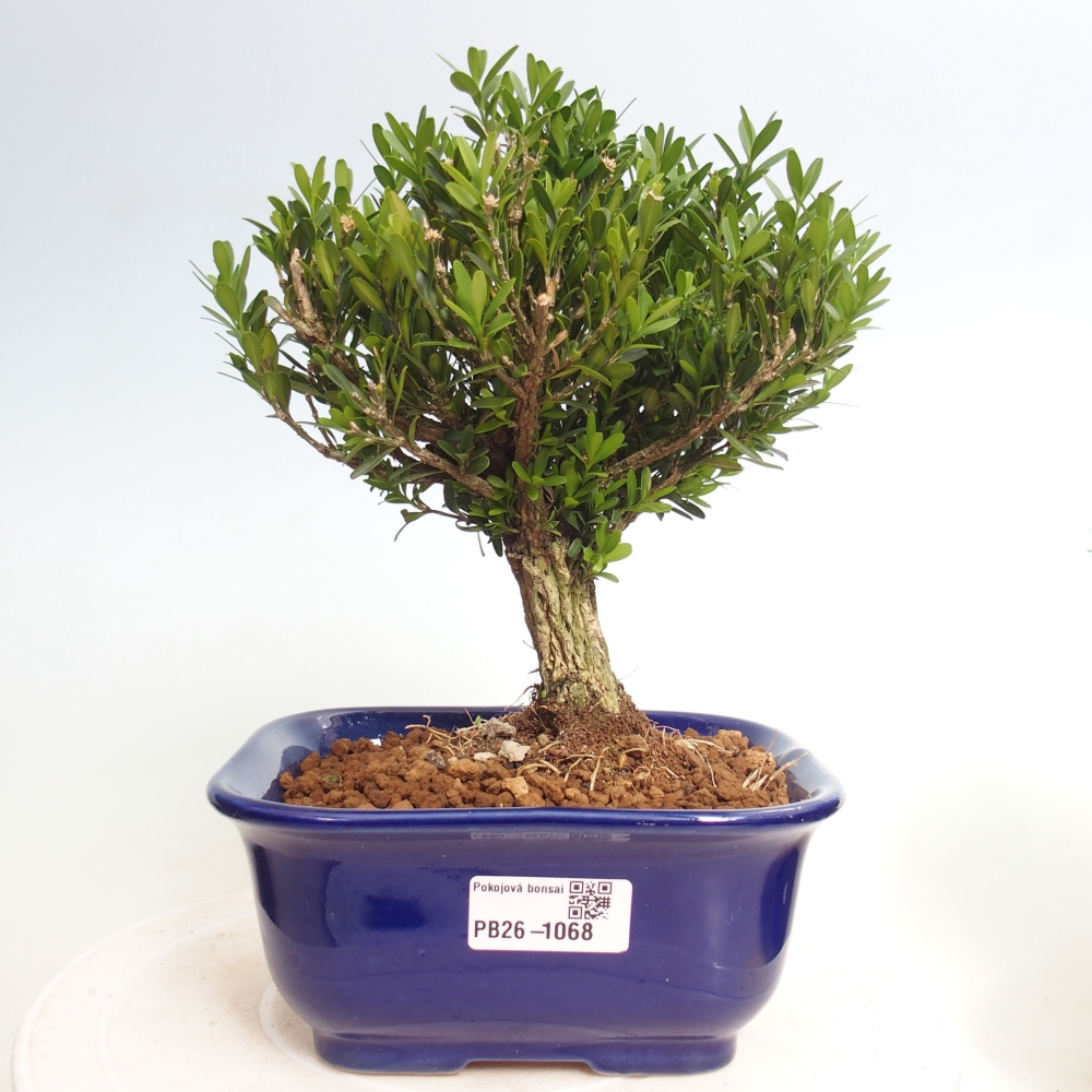 Pokojová bonsai - Buxus harlandii - korkový buxus