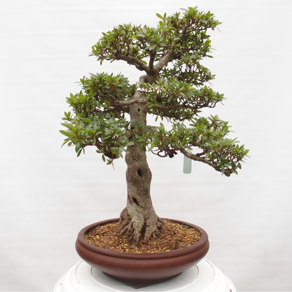 Venkovní bonsai - Japonská azalka - Azalea Osakazumi