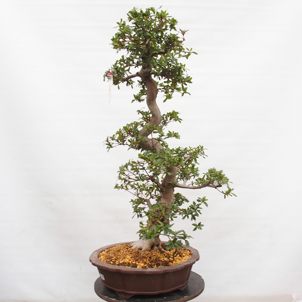 Venkovní bonsai - Japonská azalka - Azalea Yama-no-Hikari