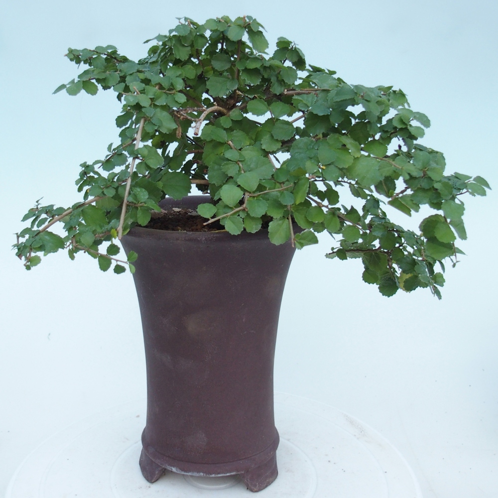 Pokojová bonsai - Grewia sp. - Grewie malolistá
