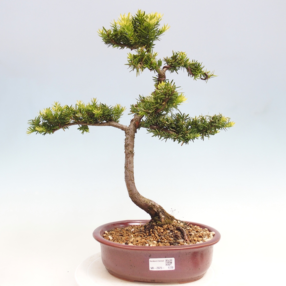 Venkovní bonsai - Taxus cuspidata  - Tis japonský