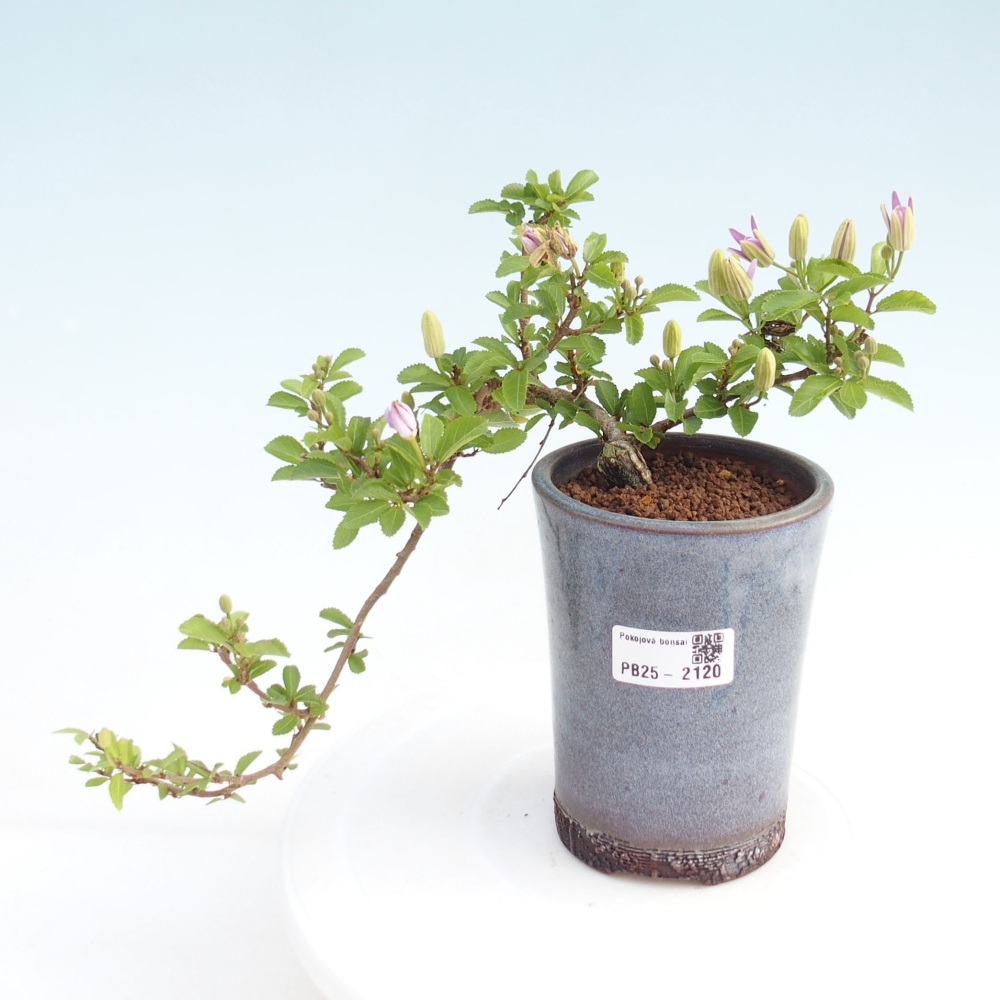 Pokojová bonsai - Grewia occidentalis - Hvězdice levandulová