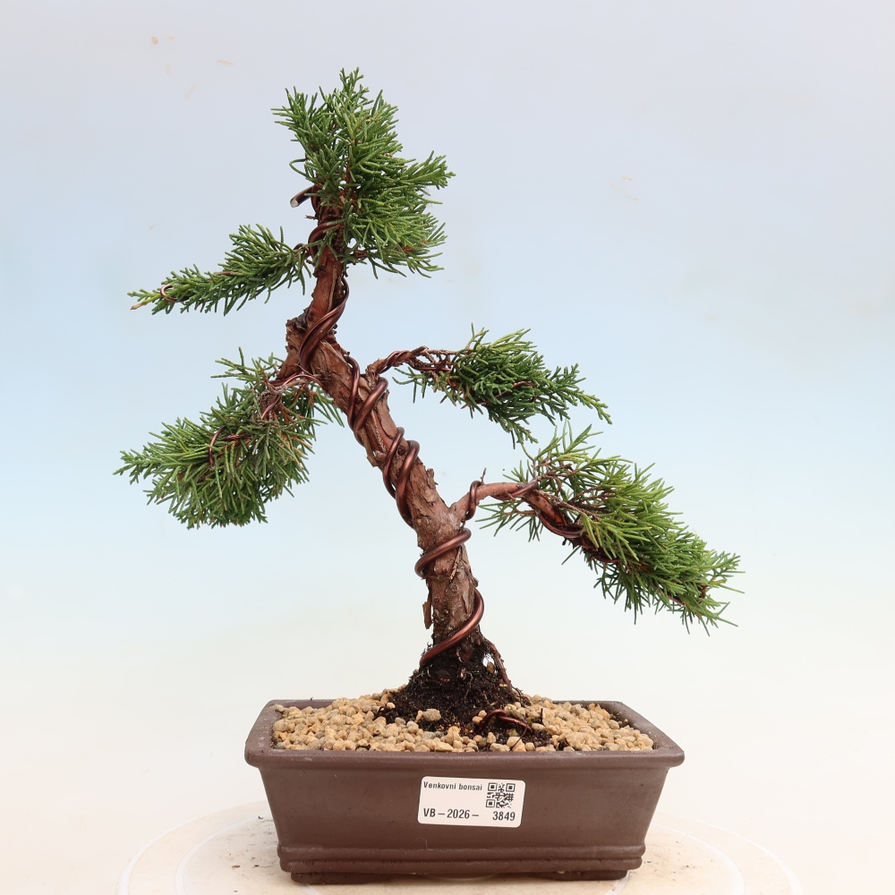 Venkovní bonsai - Juniperus chinensis Kishu -Jalovec čínský