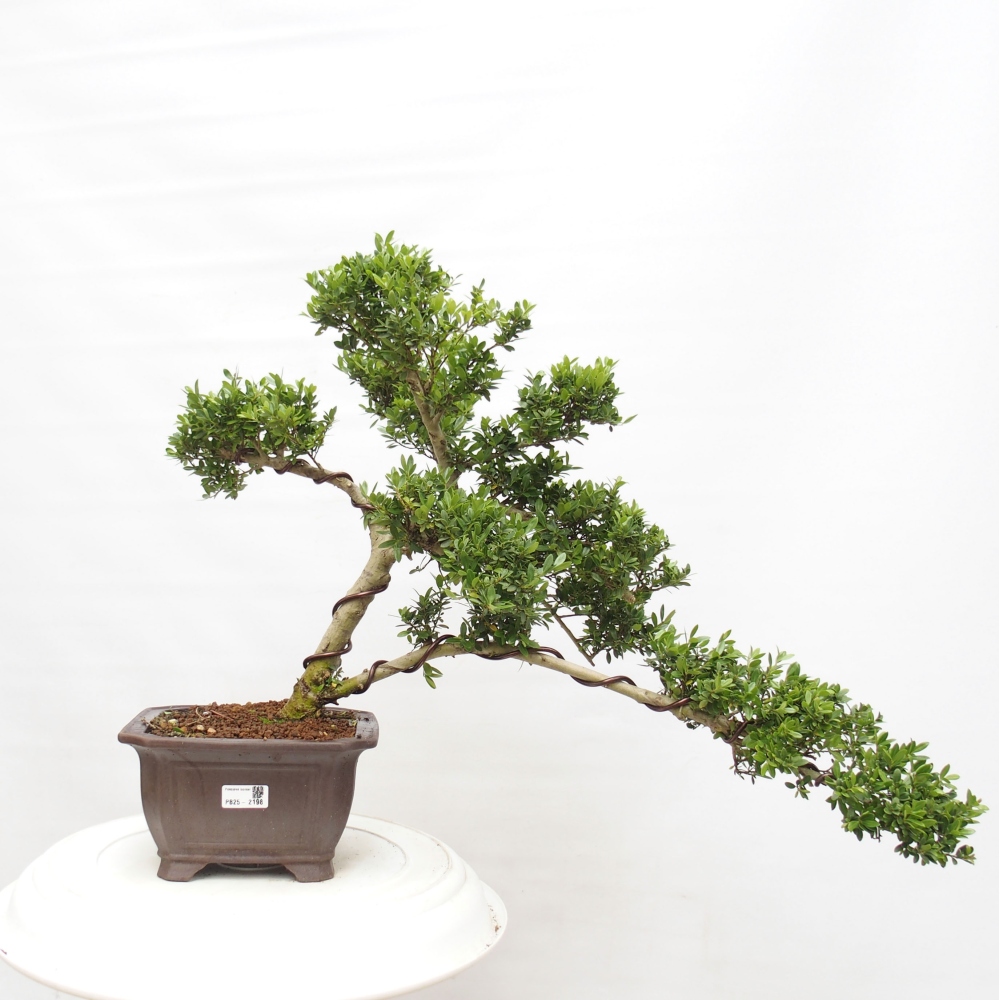 Pokojová bonsai - Ilex crenata - Cesmína