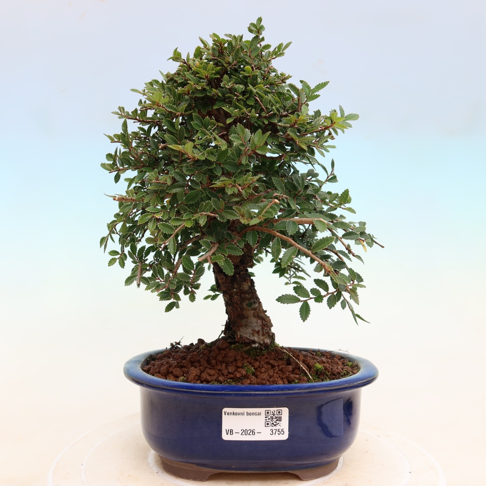 Venkovní bonsai - Zelkova - Zelkova NIRE
