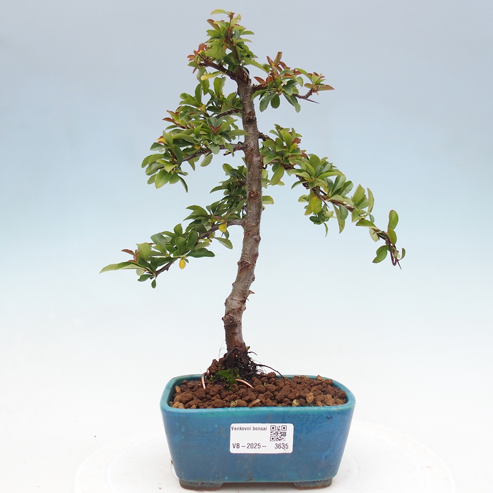 Venkovní bonsai-Pyracanta Teton -Hlohyně
